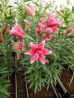 [5307 Elena No01.JPG]